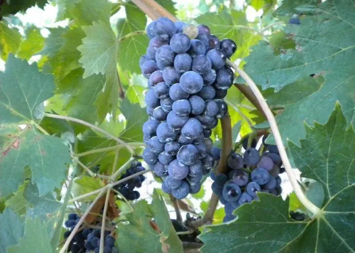 Agriturismo Il Melo