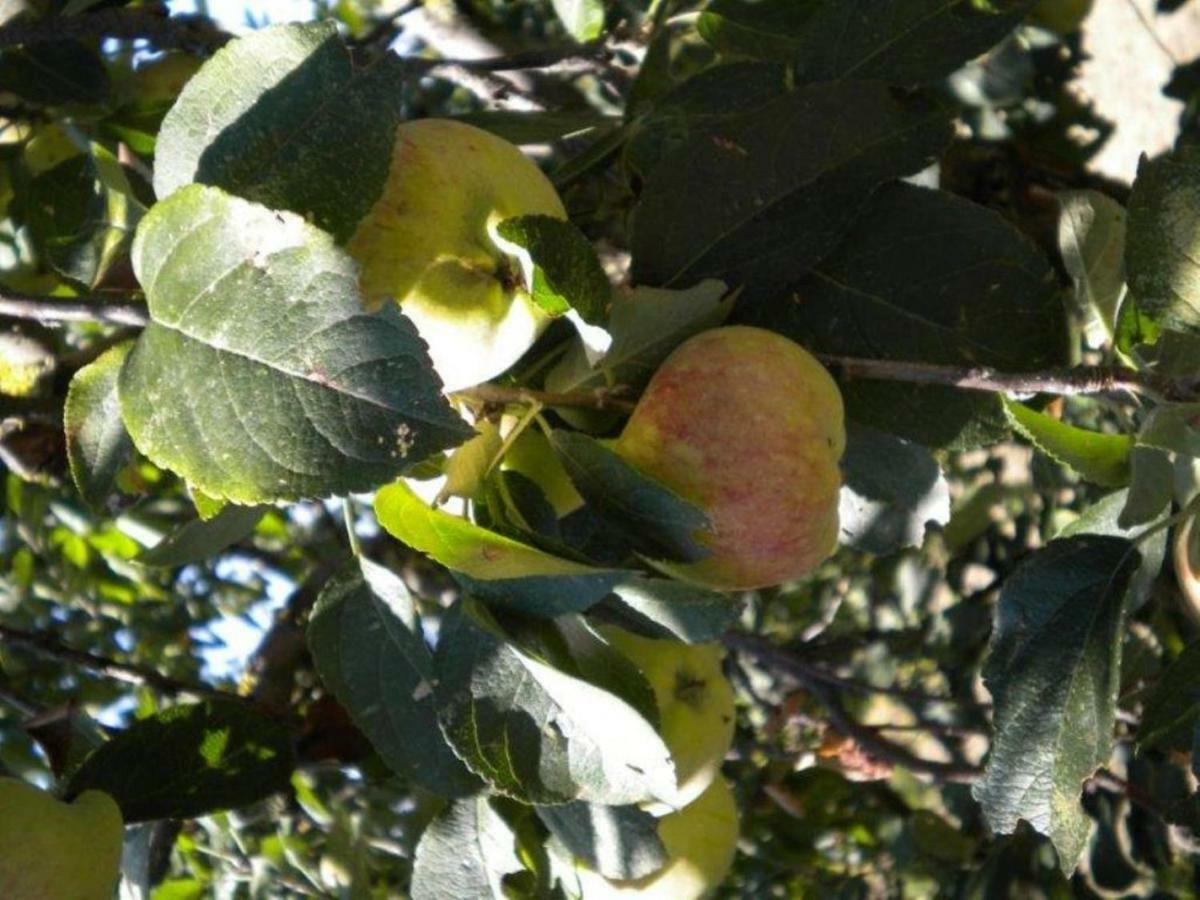 Il Melo Farm stay Valfabbrica